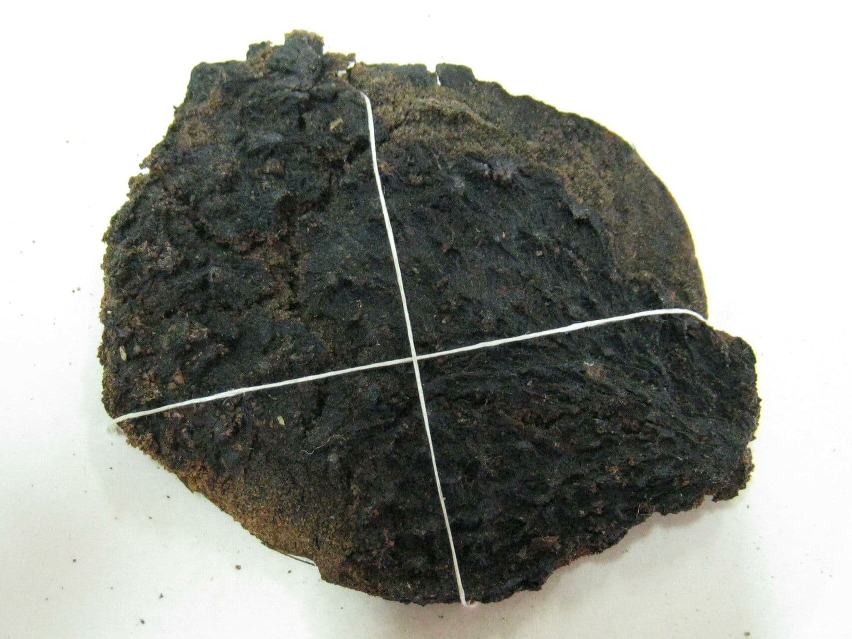 Aspidosperma 10