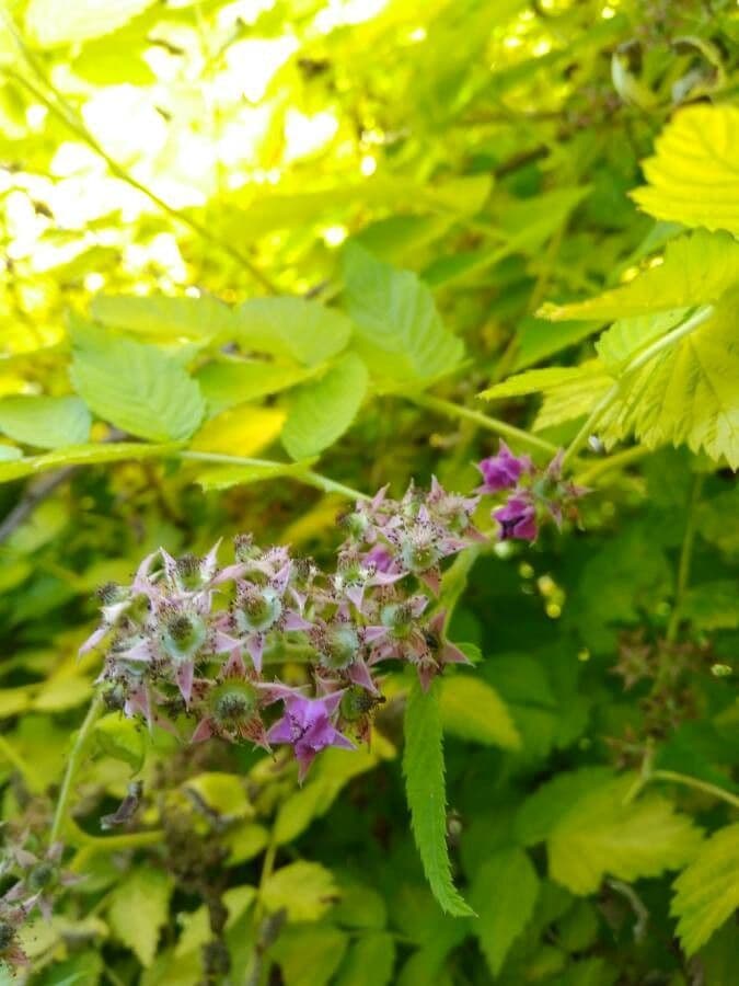 Weiße Schösslinge-Brombeere 2