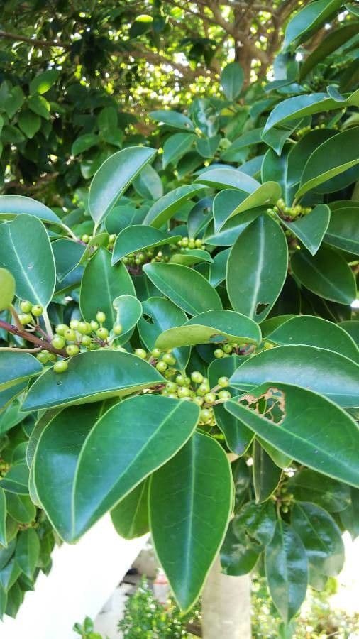 Ilex rotunda 15