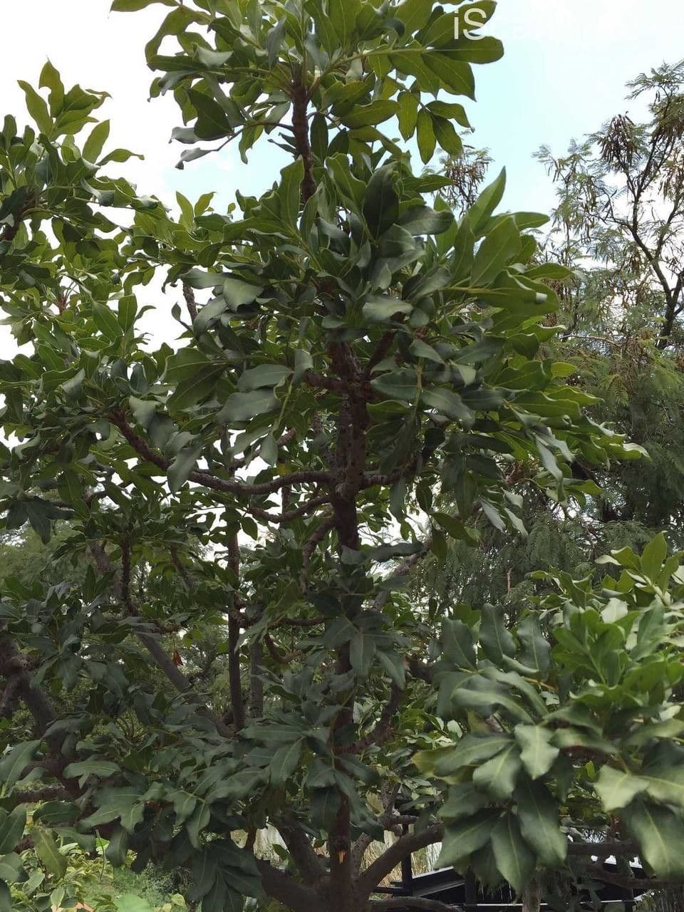 Ekebergia 12