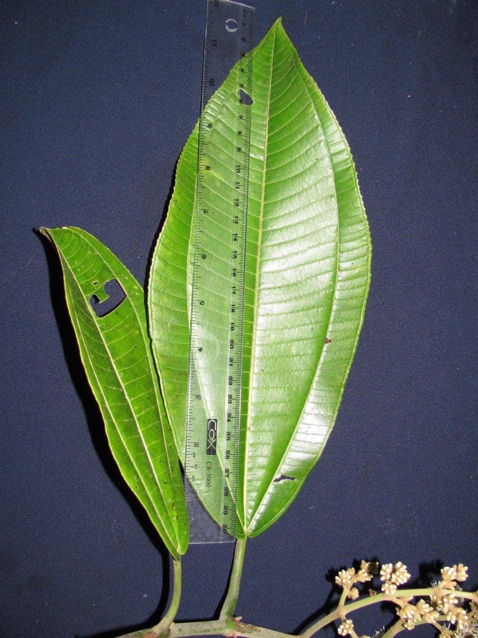 Miconia 22
