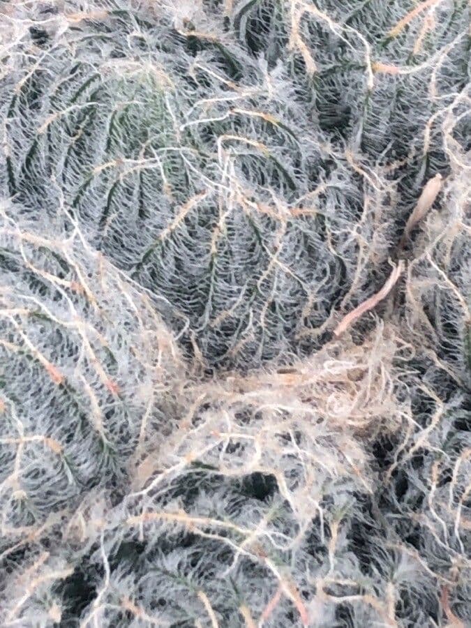 Haworthia 3