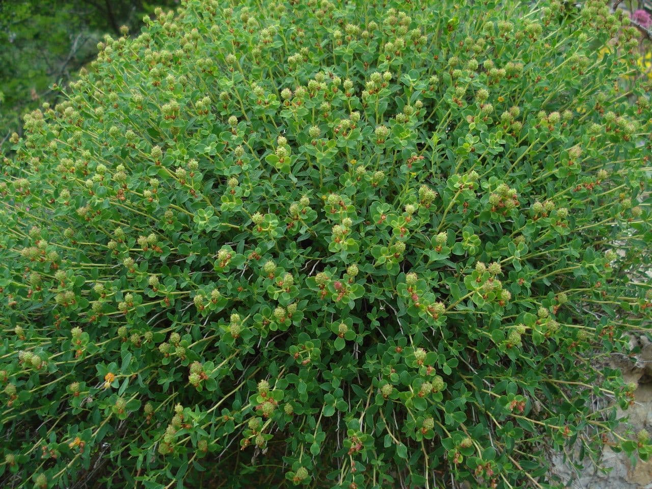 Euphorbia 12