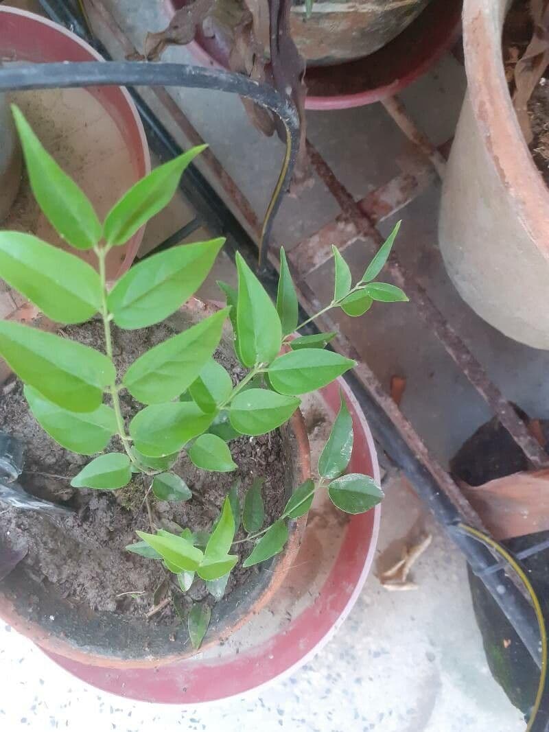 Jasmin multiflore 8