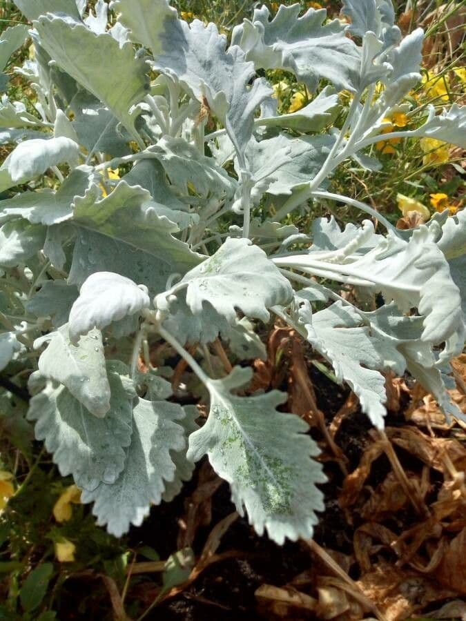 Senecione marittimo 10