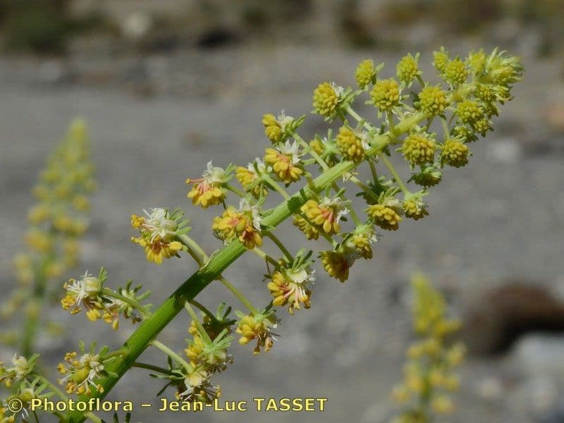 Reseda 7