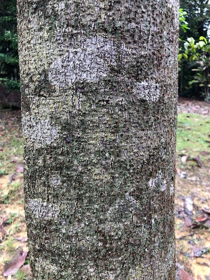 Dipterocarpus 7