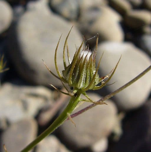 Tolpis barbata