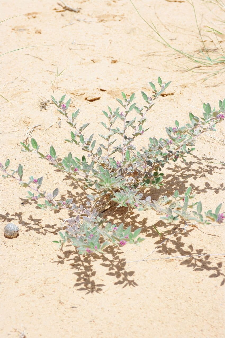 Indigofera diphylla 10