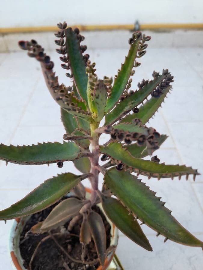 Milagro 26