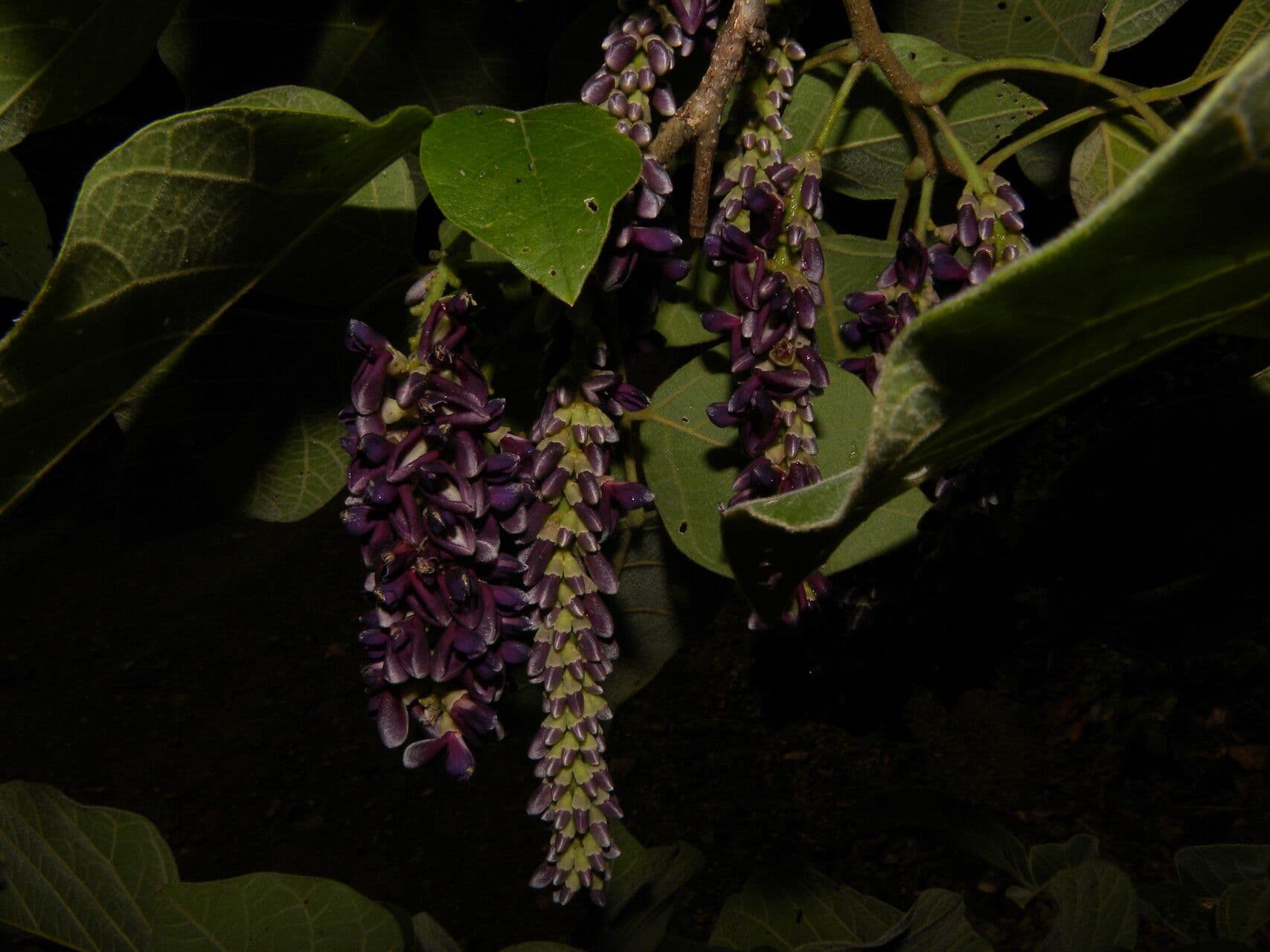 Lonchocarpus 3