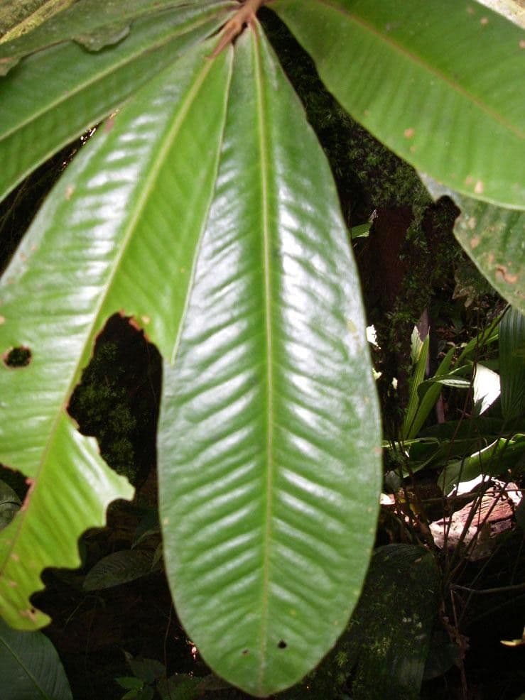 Ardisia 11