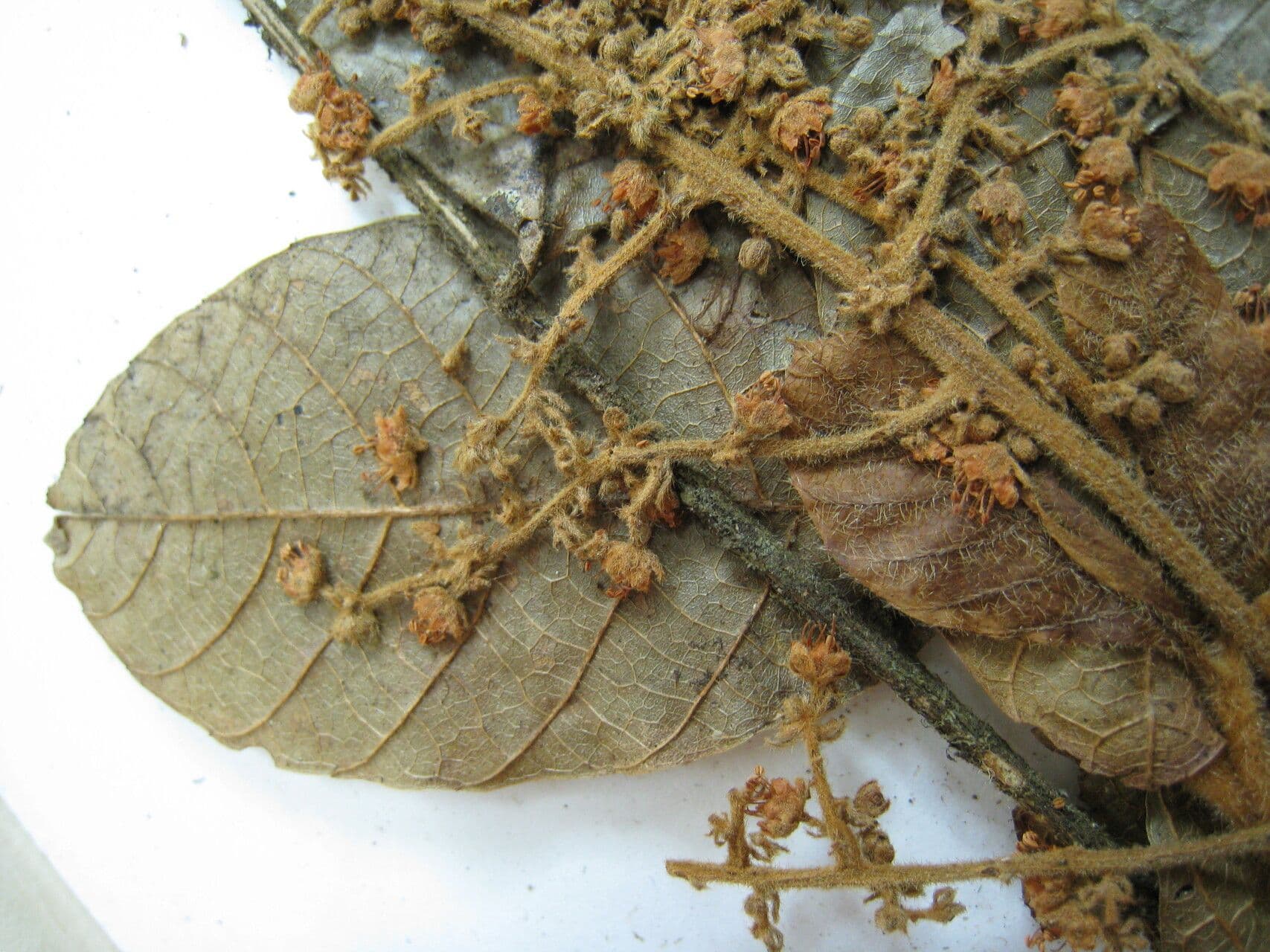 Cupania 13