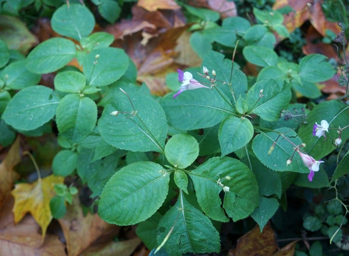 Balsamina di Balfour 12