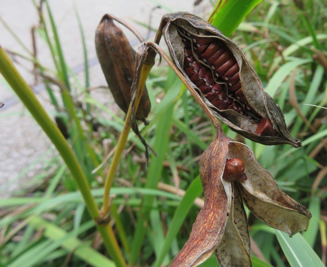 Sumpf-Schwertlilie 4