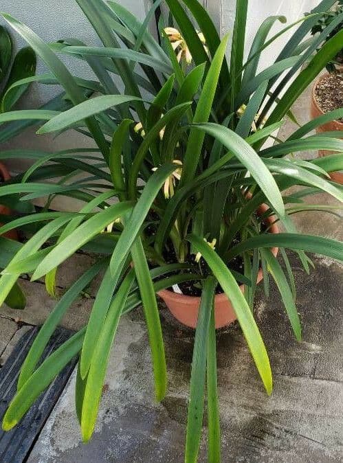 Clivia 4