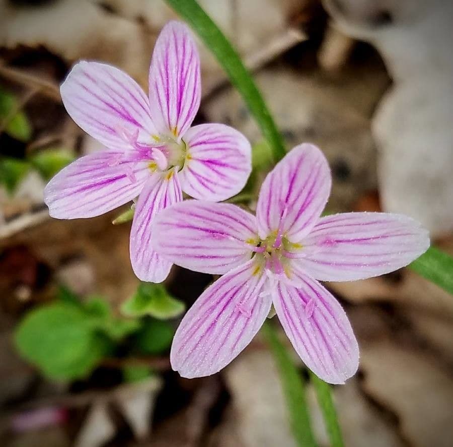Claytonia 4