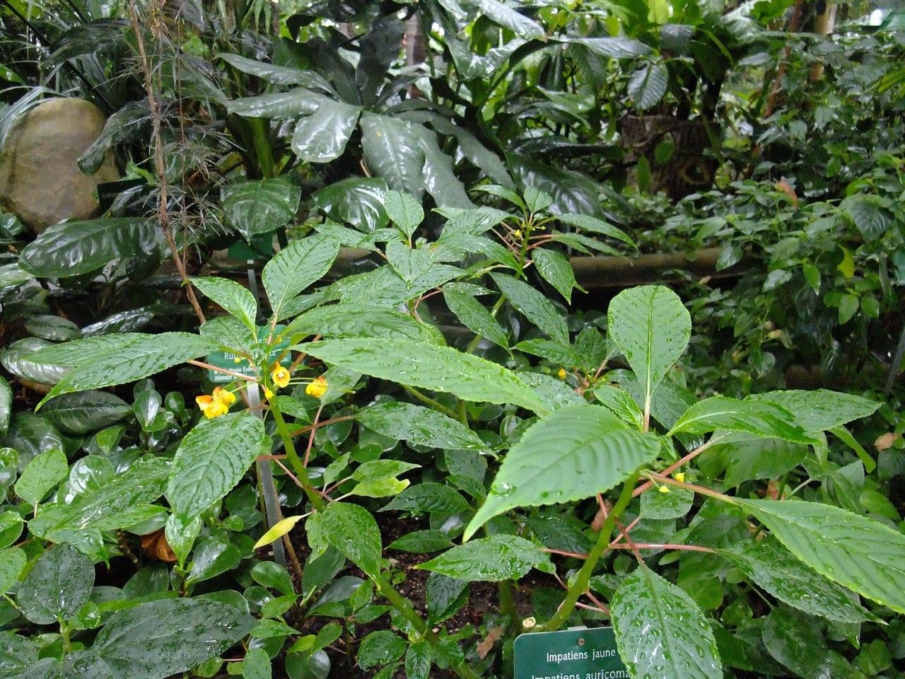 Balsamino 16