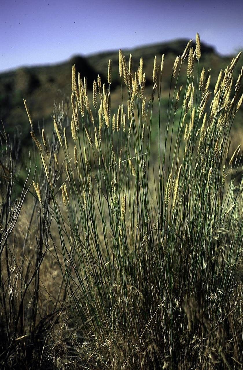 Agropyron del deserto 2