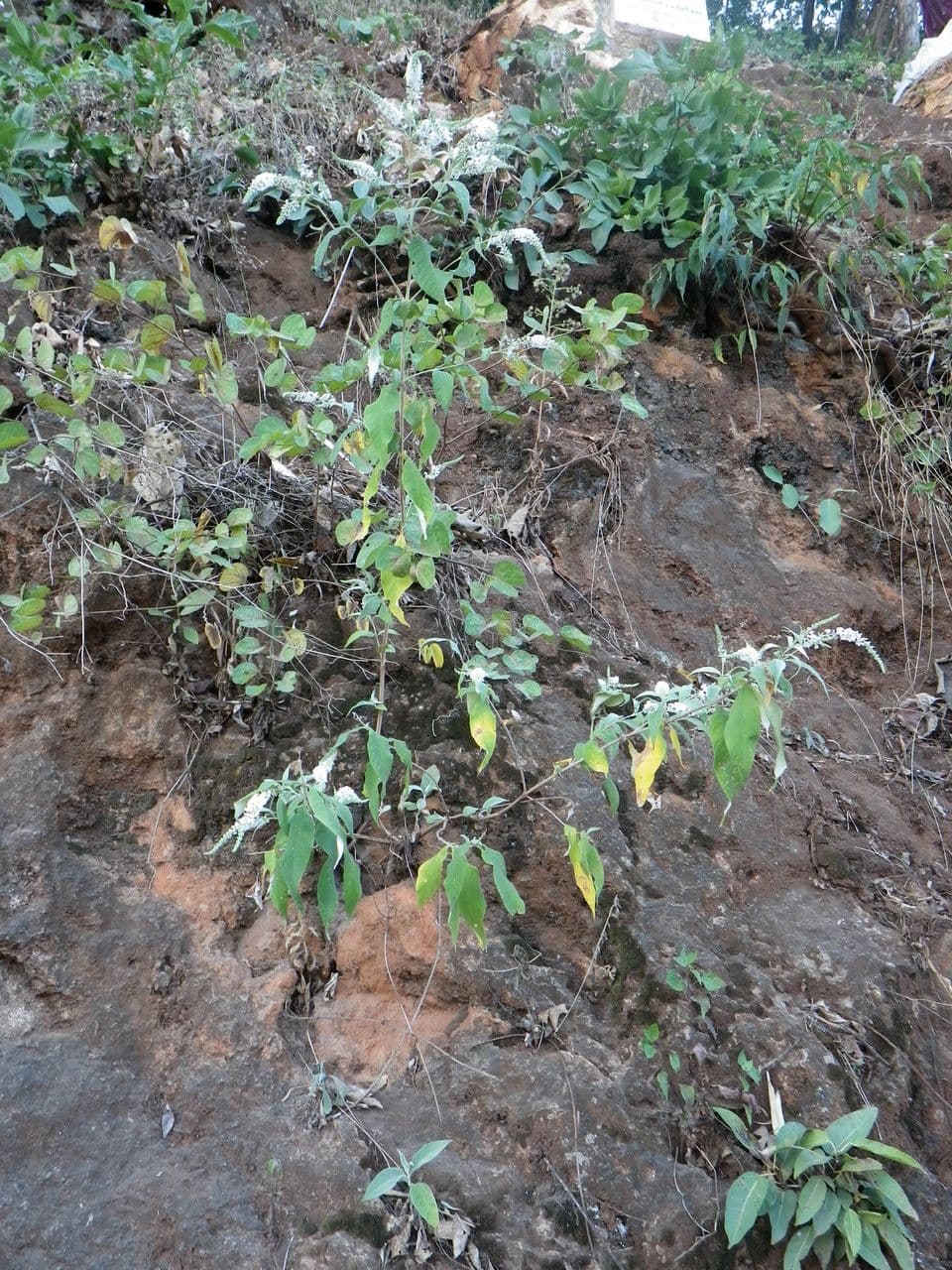 Buddleja asiática 9