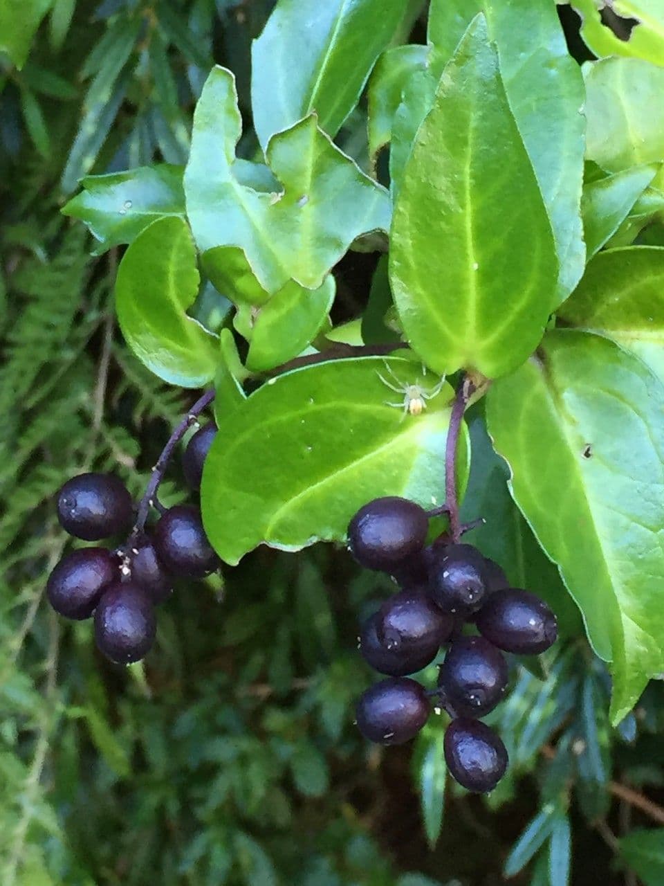 Griselinia 21