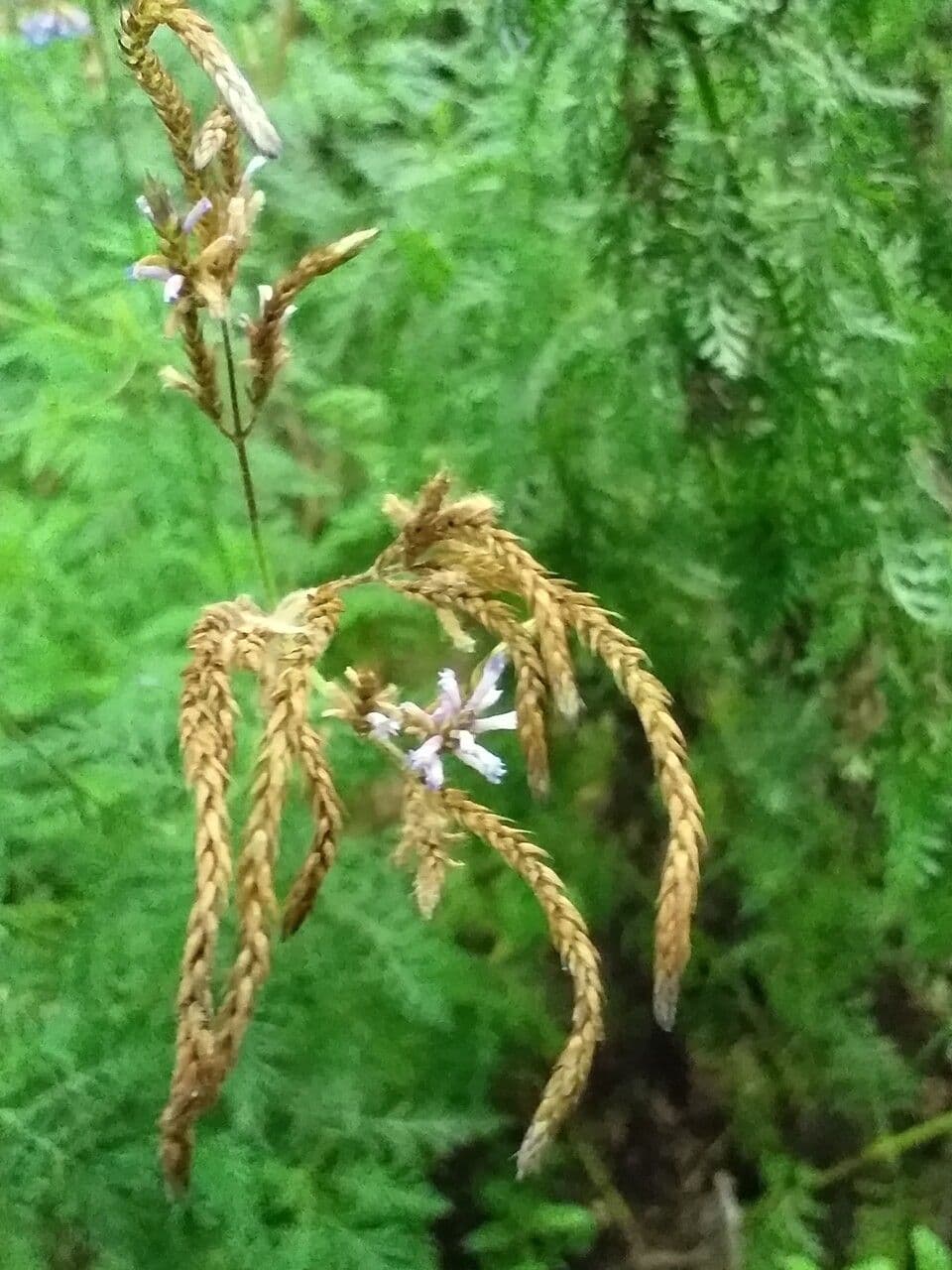 Lavanda canaria
