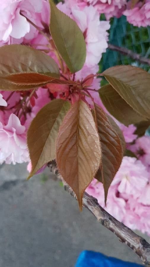 Ciliegio giapponese 20