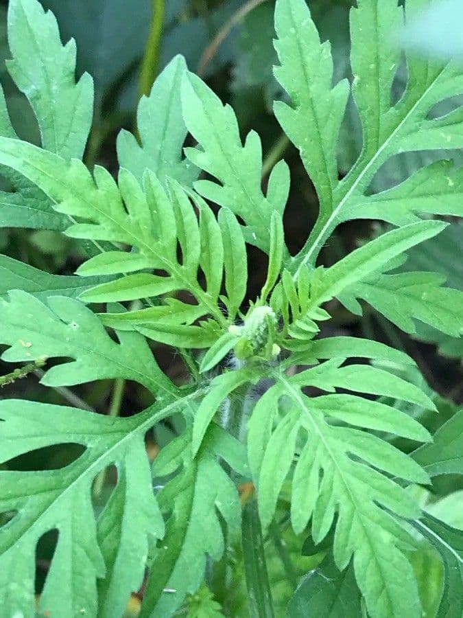 Ambrózia palinolistá 9