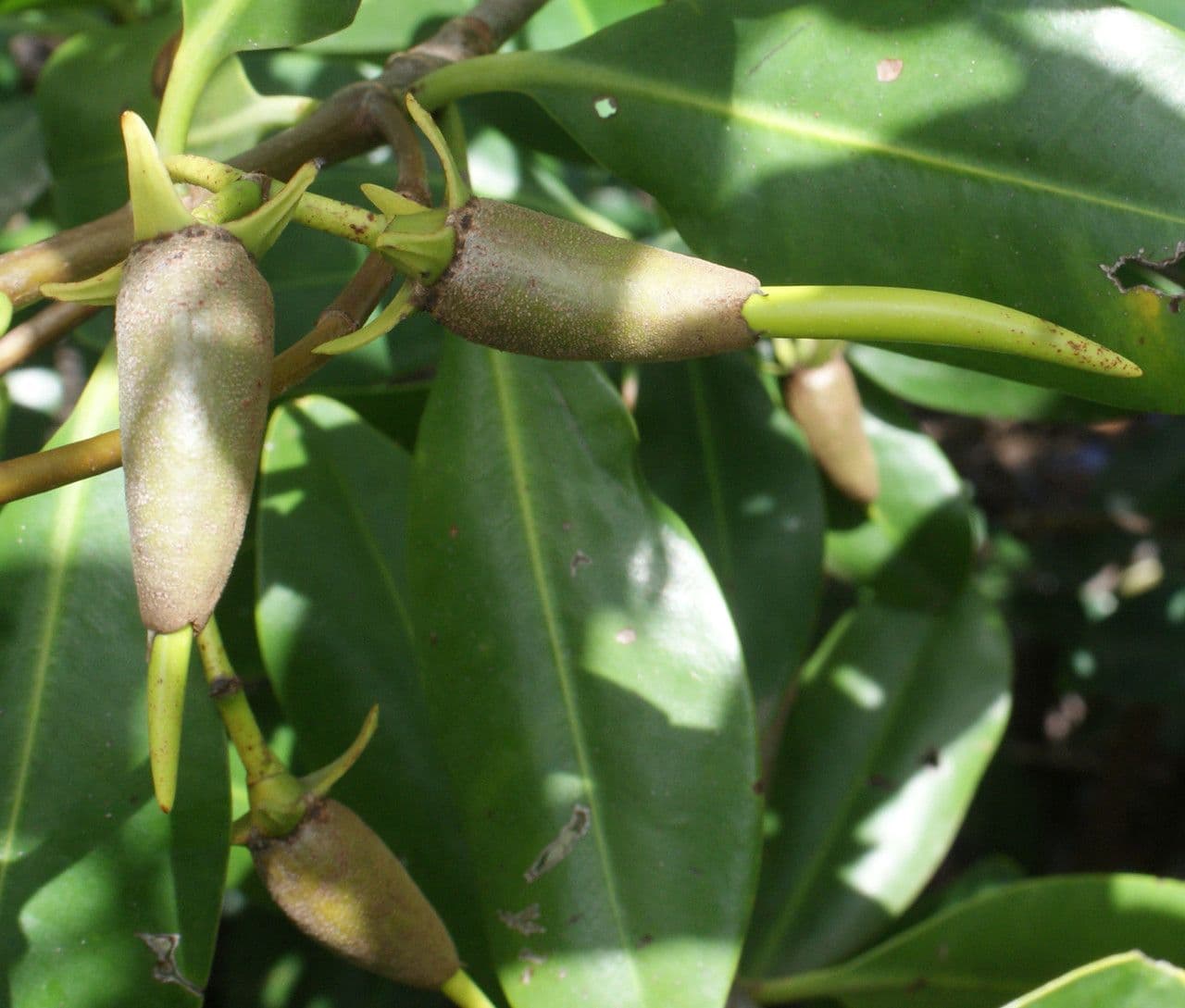 Mangrovia rossa