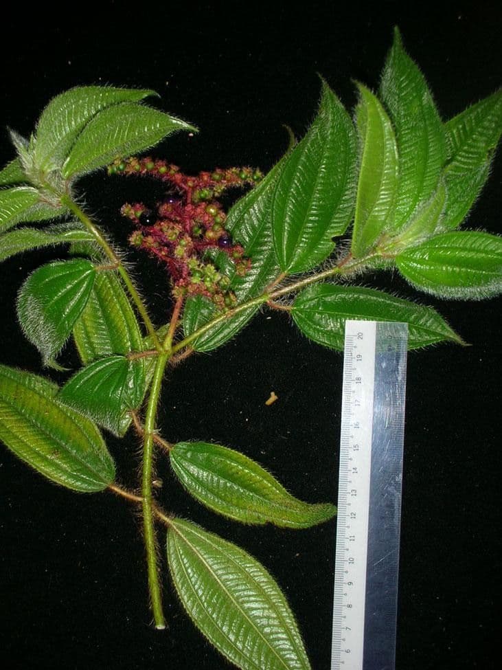 Miconia 18