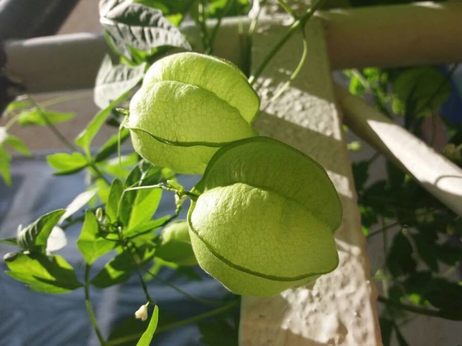 Cardiosperma 5