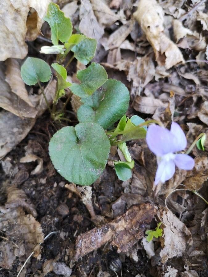 Viola pirenaica 12