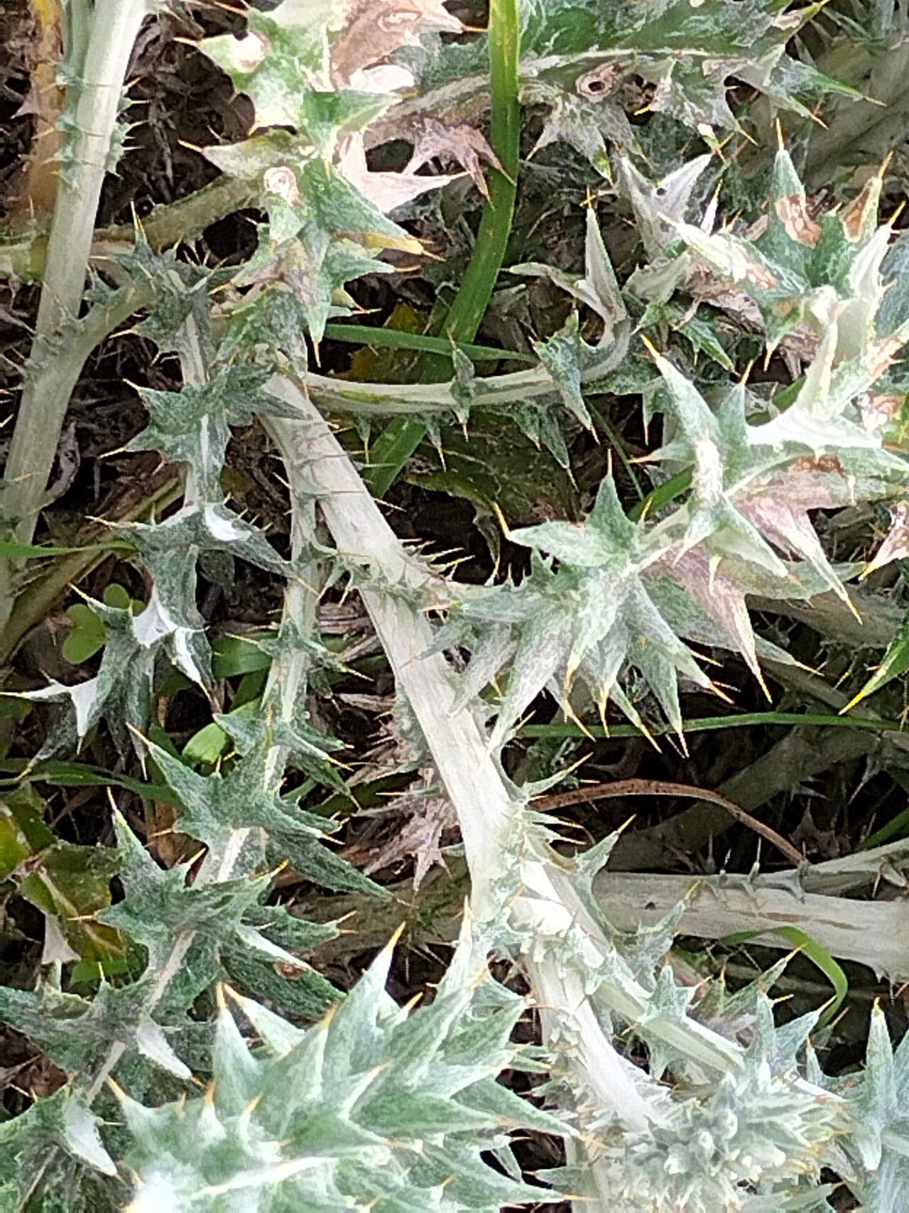 Berkheya 4