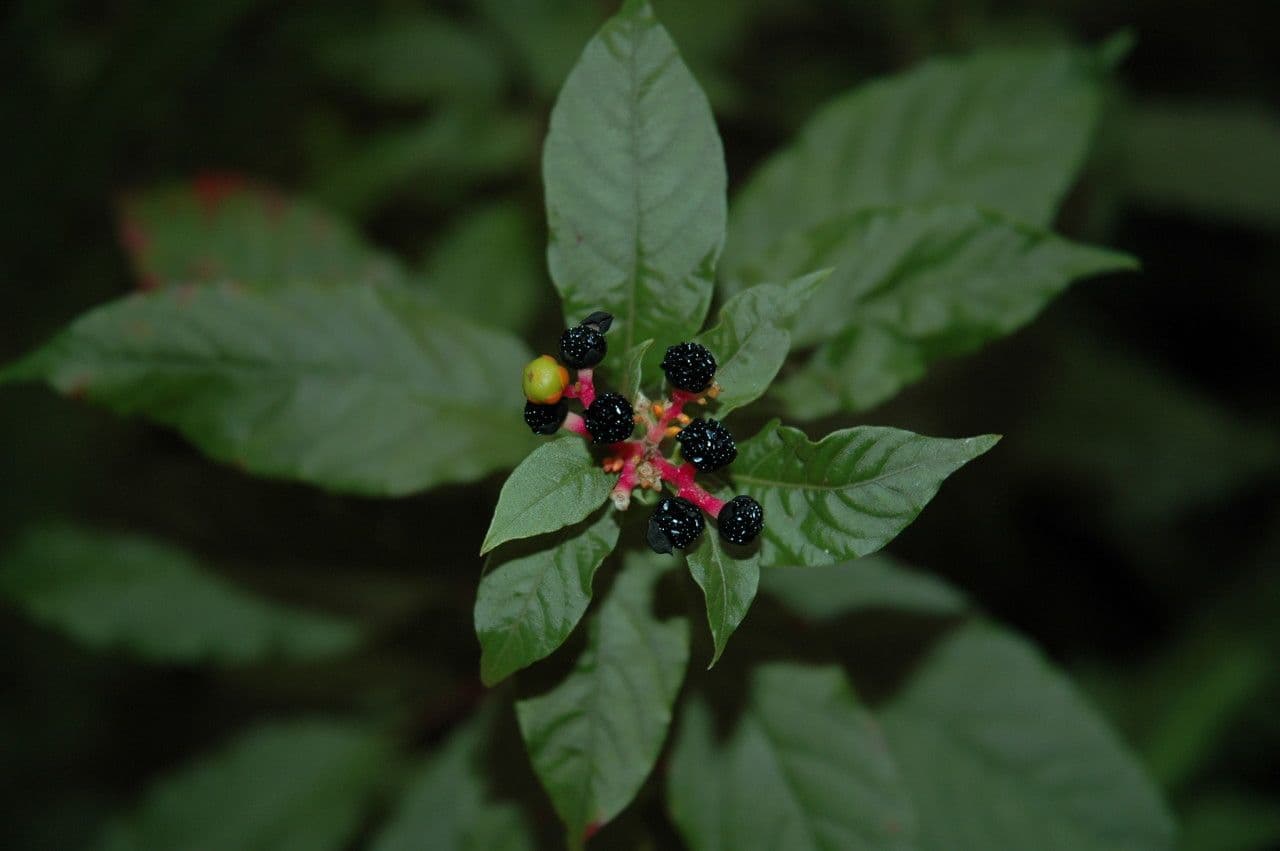 Pleuropetalum