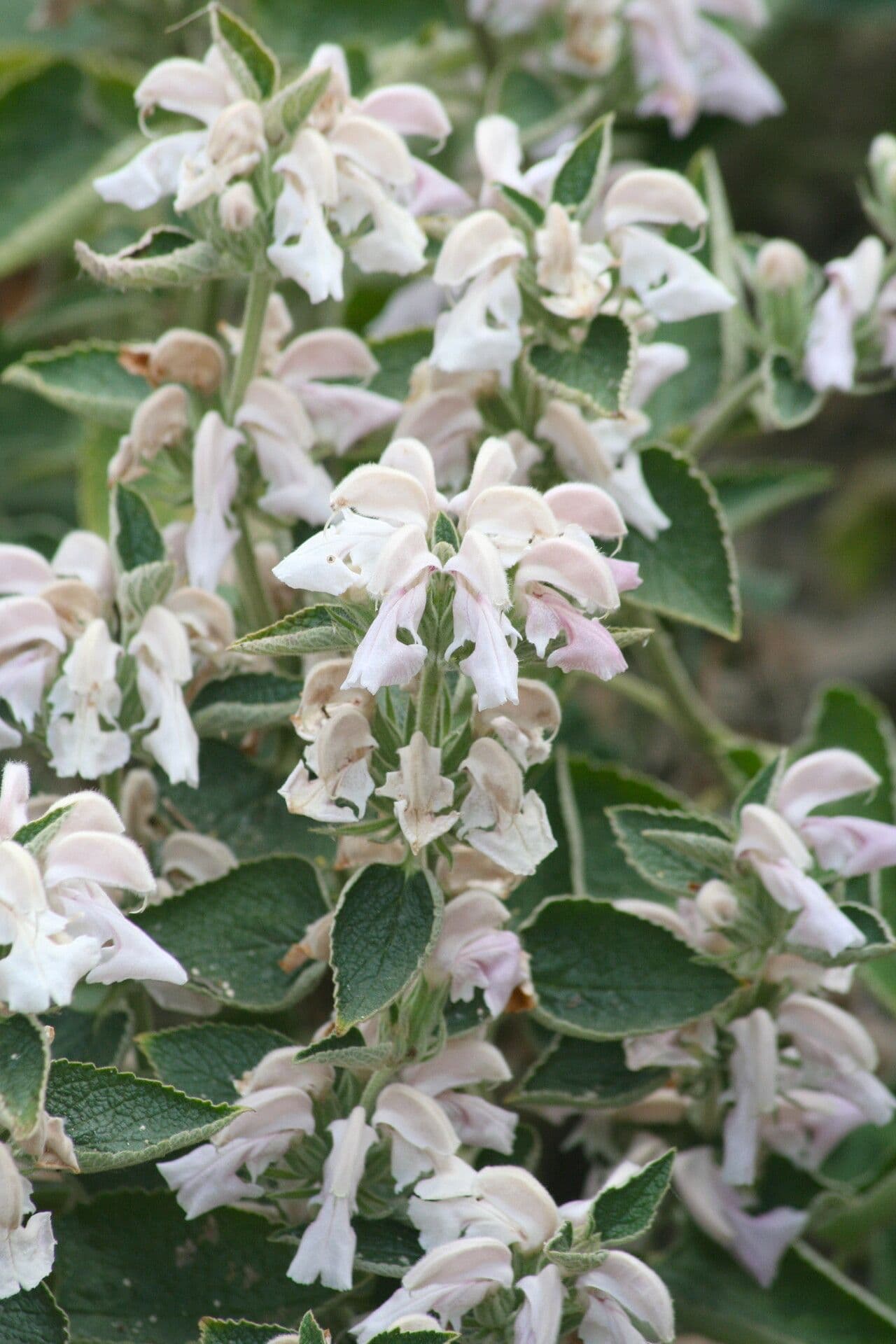 Phlomis 3
