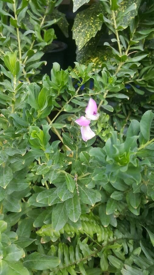 Myrtenblättrige Kreuzblume 2