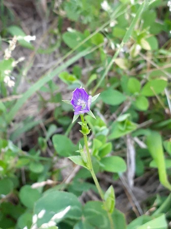 Triodanis przerosła 3