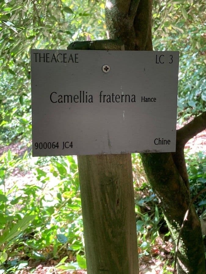 Camelia 3