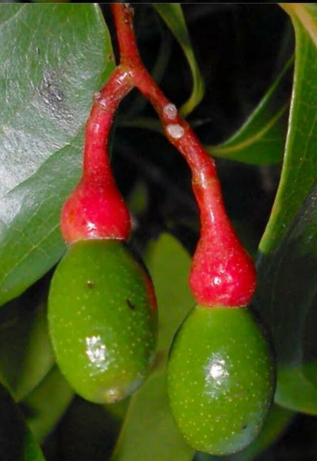 Ocotea cernua 5