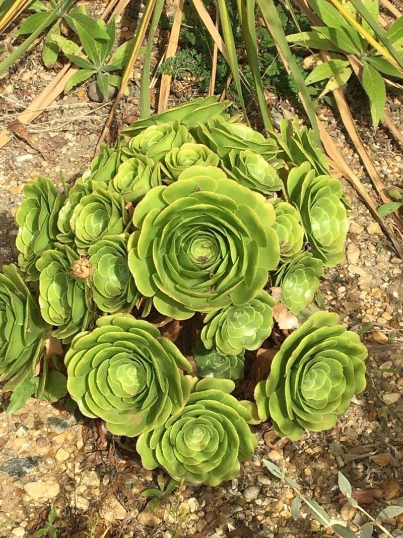 Aeonium ondulato 14