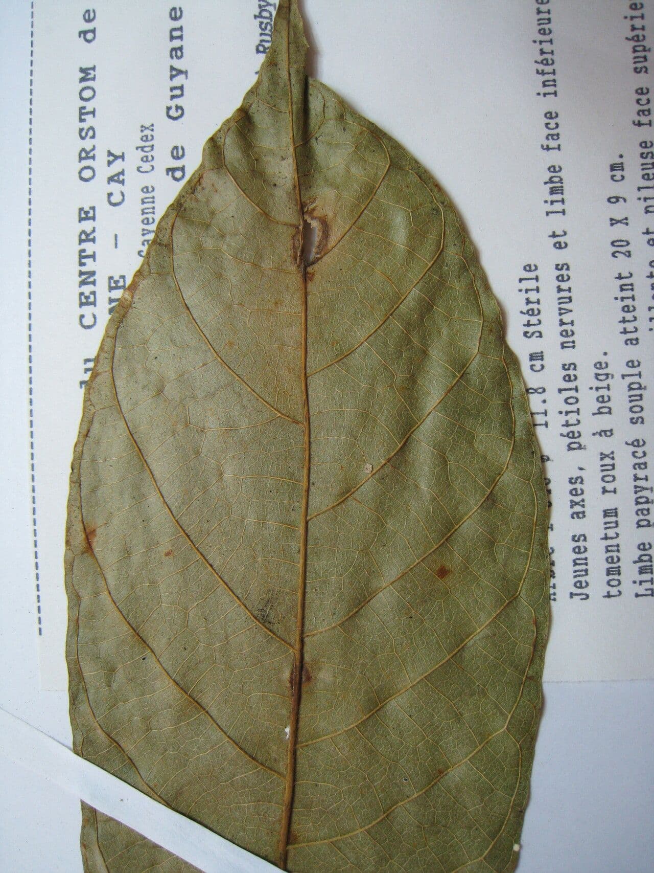 Helicostylis 3