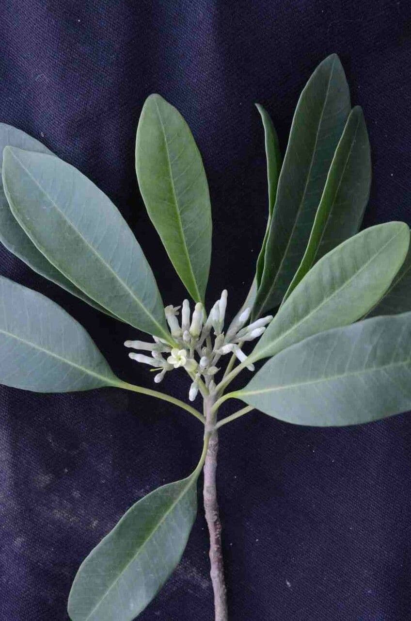 Aspidosperma australe 5