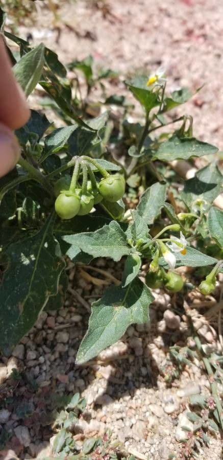 Solanum douglasii