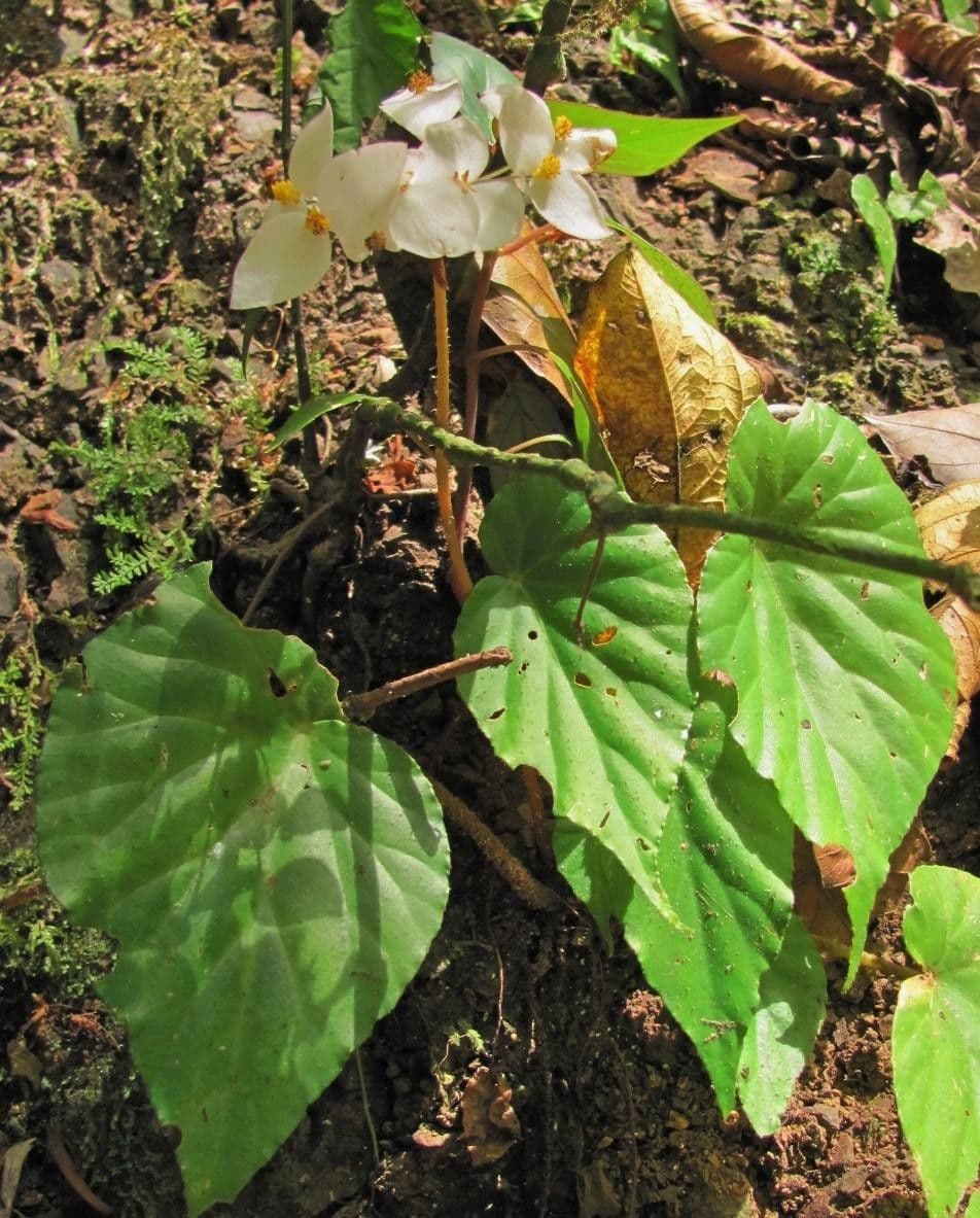 Begonia 12