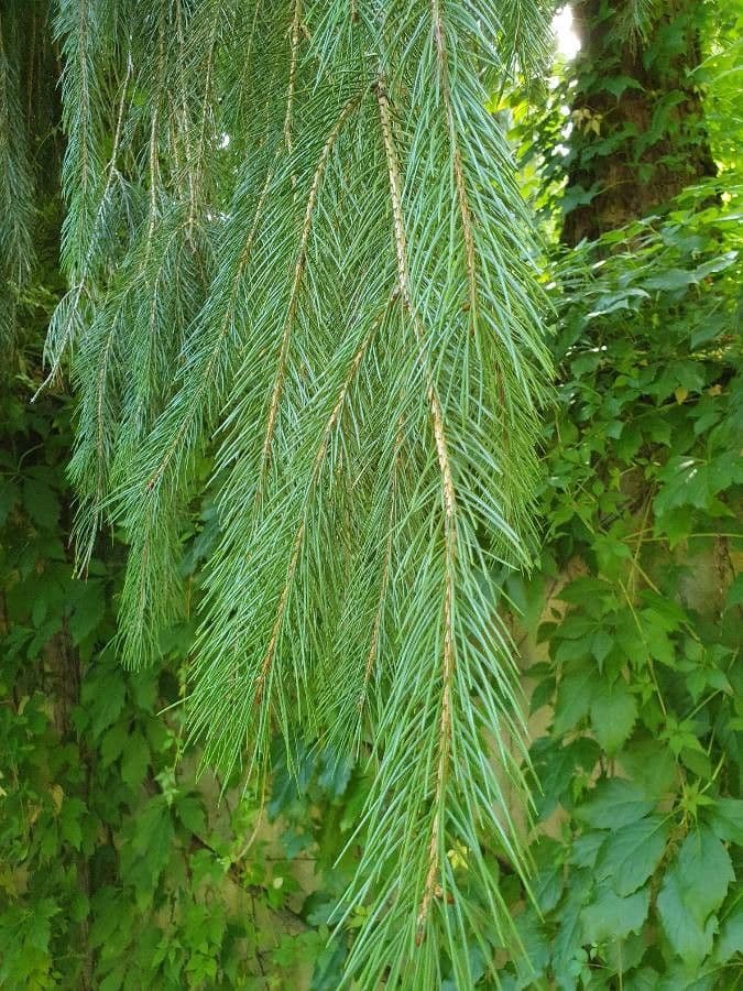 Abete di Morinda 10