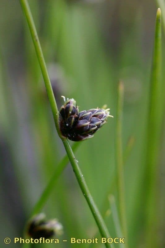 Schoenoplectus setaceus 2