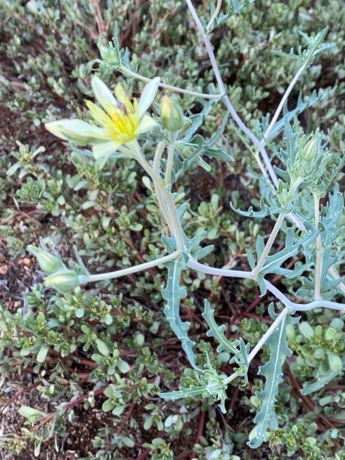 Mentzelia multiflora 13