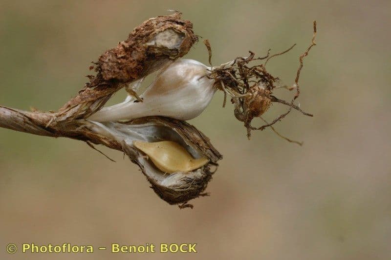 Aglio 2