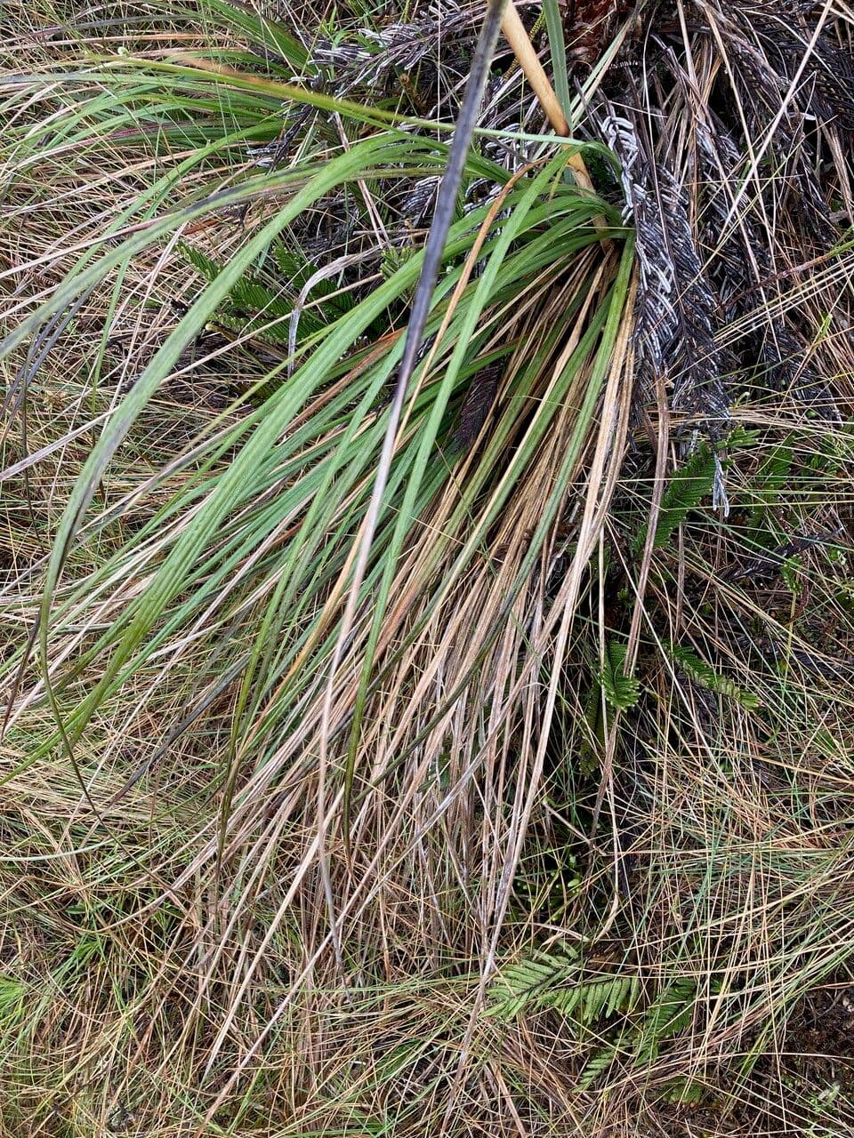Cortaderia nitida 6