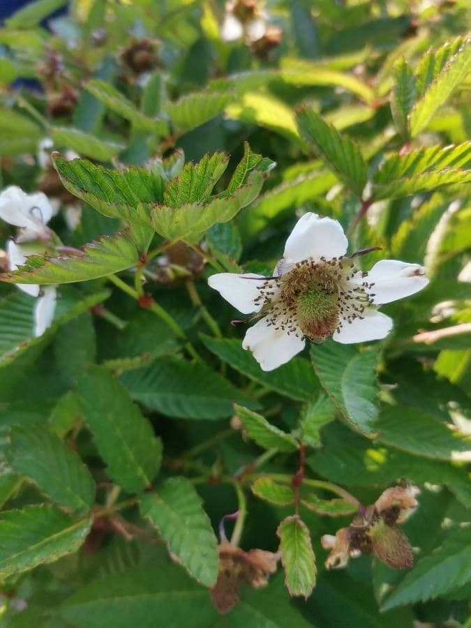 Rubus illecebrosus 8